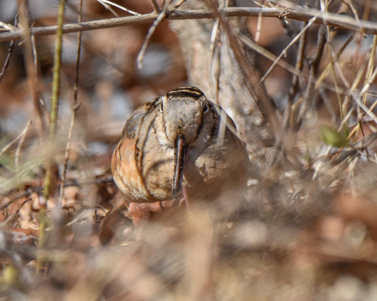 American Woodcock - ML624388569