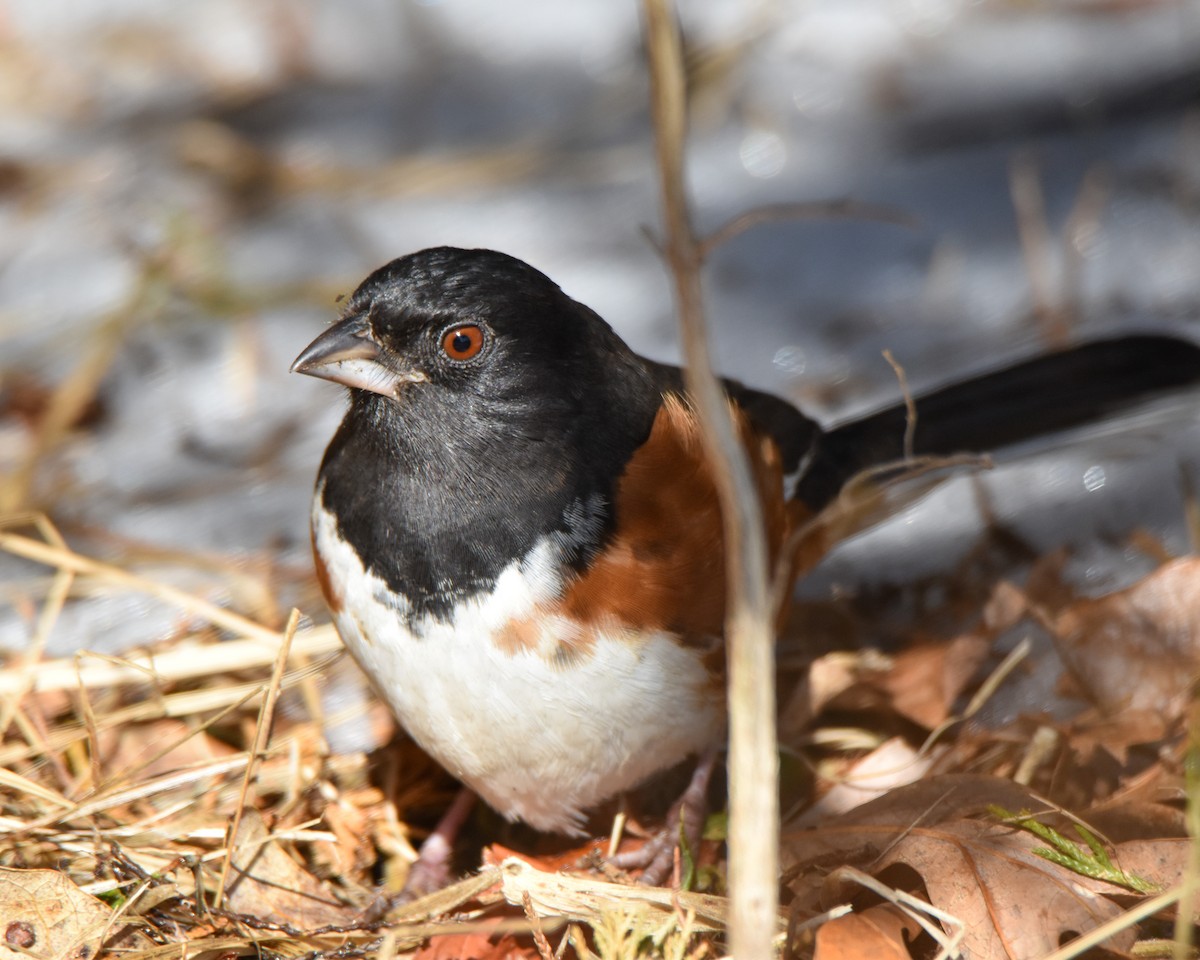 Eastern Towhee - ML624388572