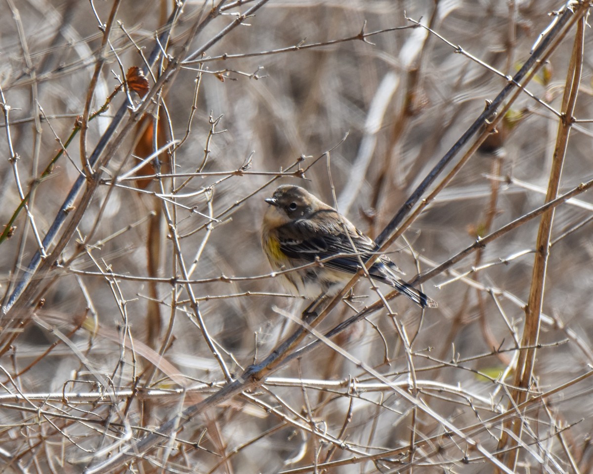 Yellow-rumped Warbler (Myrtle) - Corey Leamy