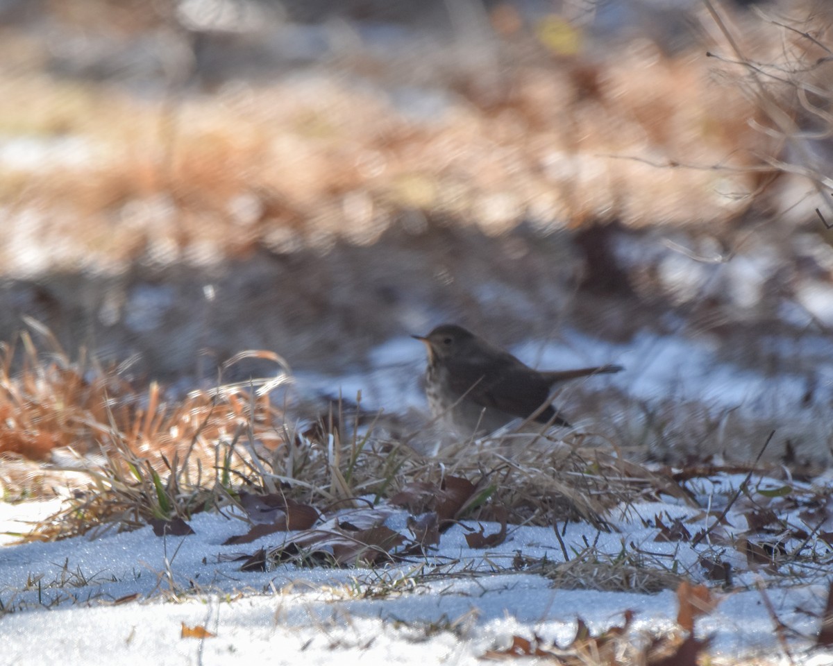 Hermit Thrush - ML624388574