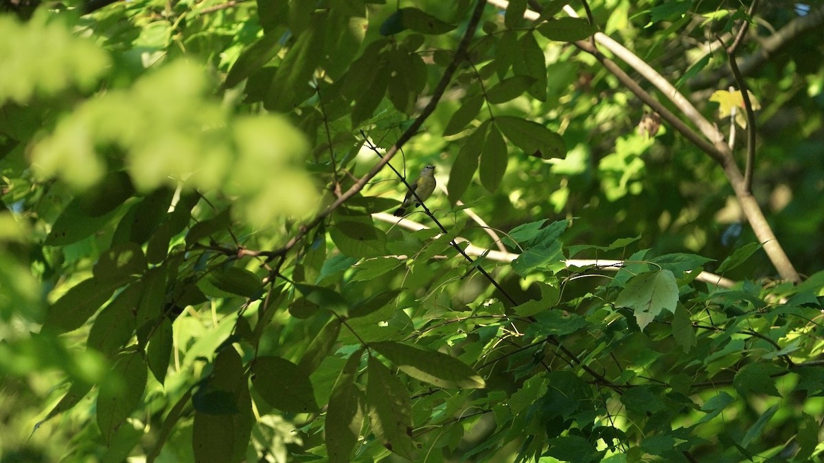 American Redstart - ML624388593
