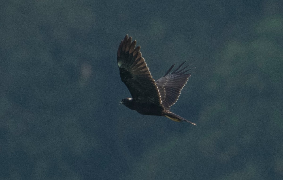 Western Marsh Harrier - ML624388603