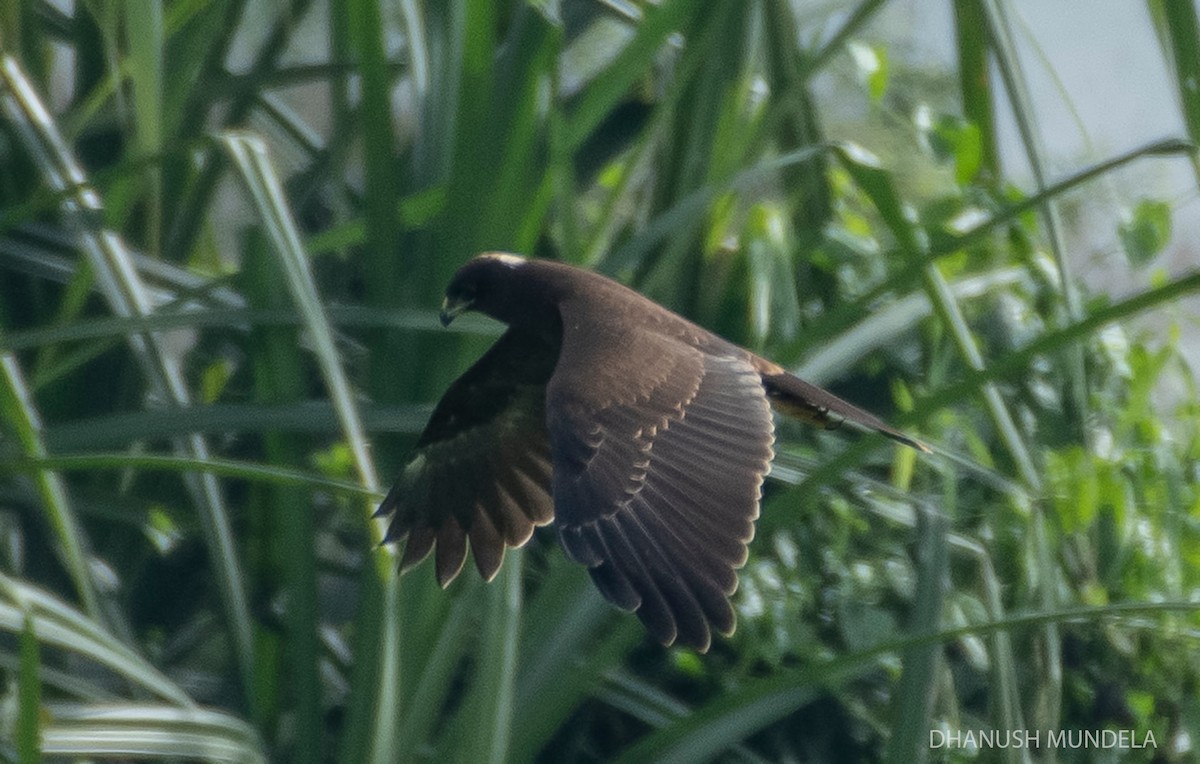 Western Marsh Harrier - ML624388604