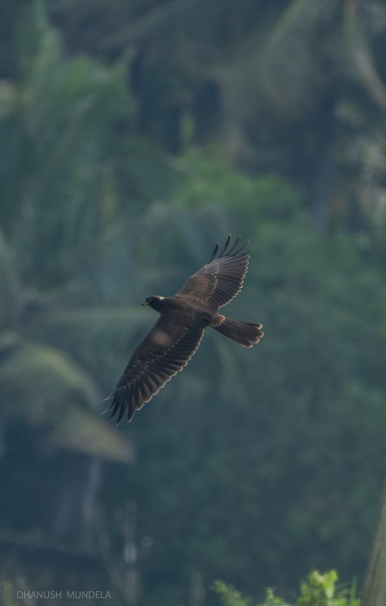 Western Marsh Harrier - ML624388605