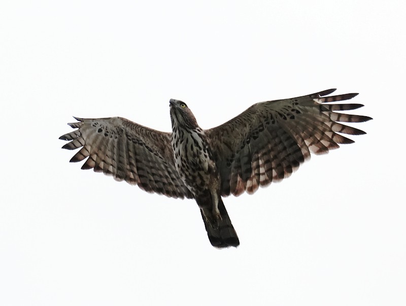 Aigle huppé - ML624388620