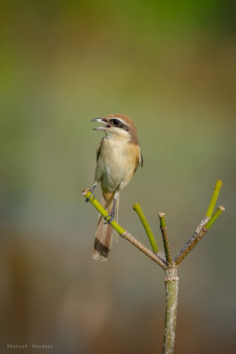 Brown Shrike - ML624388627