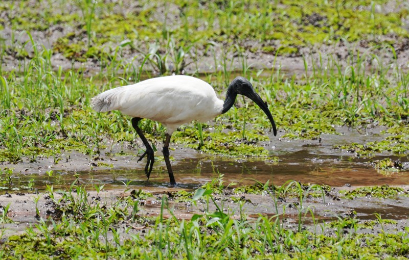 Ibis à tête noire - ML624388688
