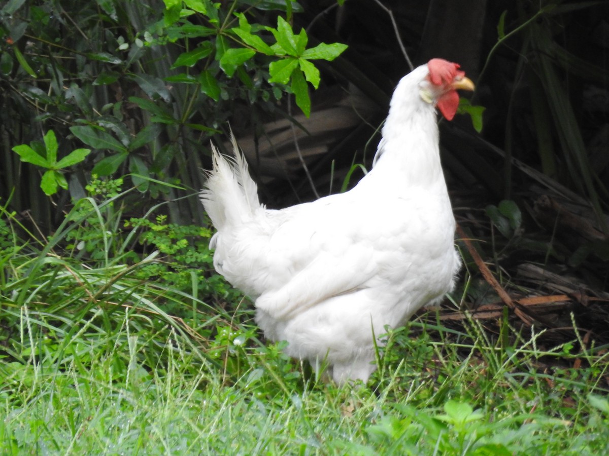 Red Junglefowl (Domestic type) - ML624388731