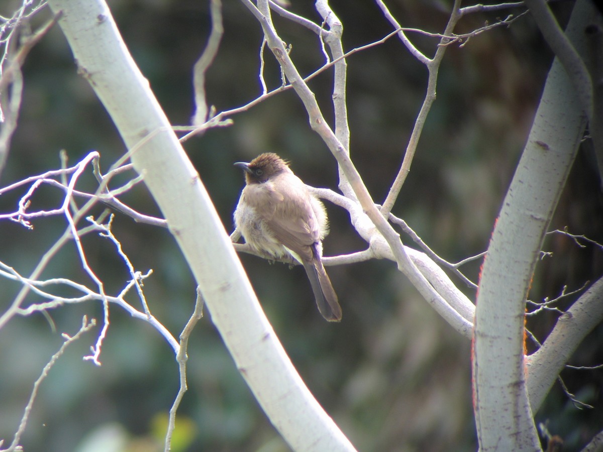 Common Bulbul - ML624388867
