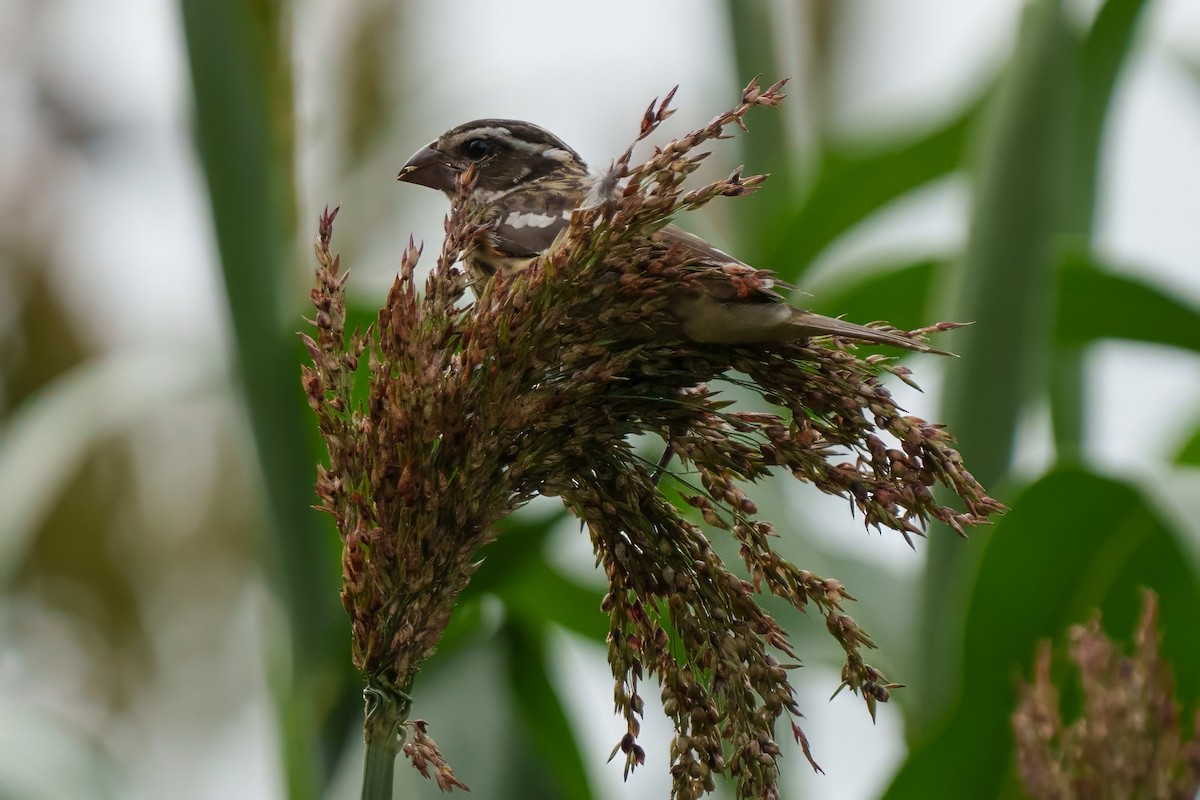 Rose-breasted Grosbeak - ML624388885