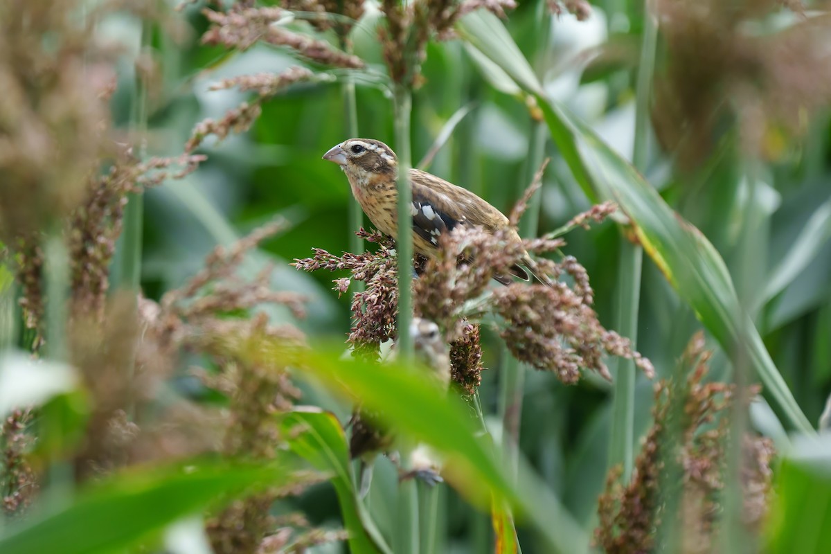 Rose-breasted Grosbeak - ML624388886