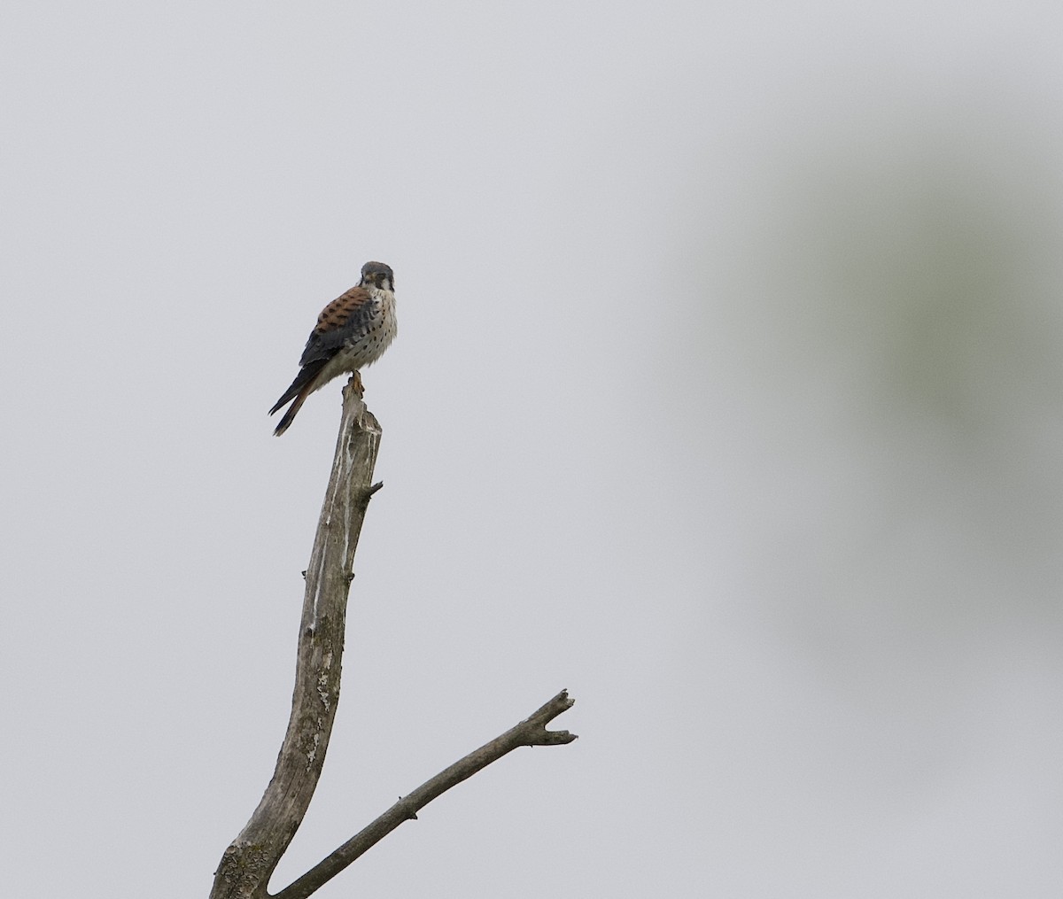 American Kestrel - ML624389022