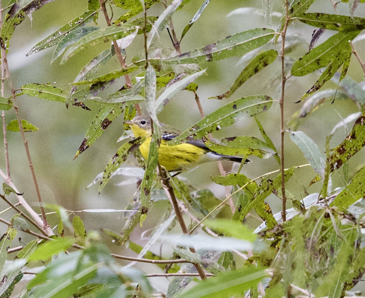 Magnolia Warbler - Michael Niven