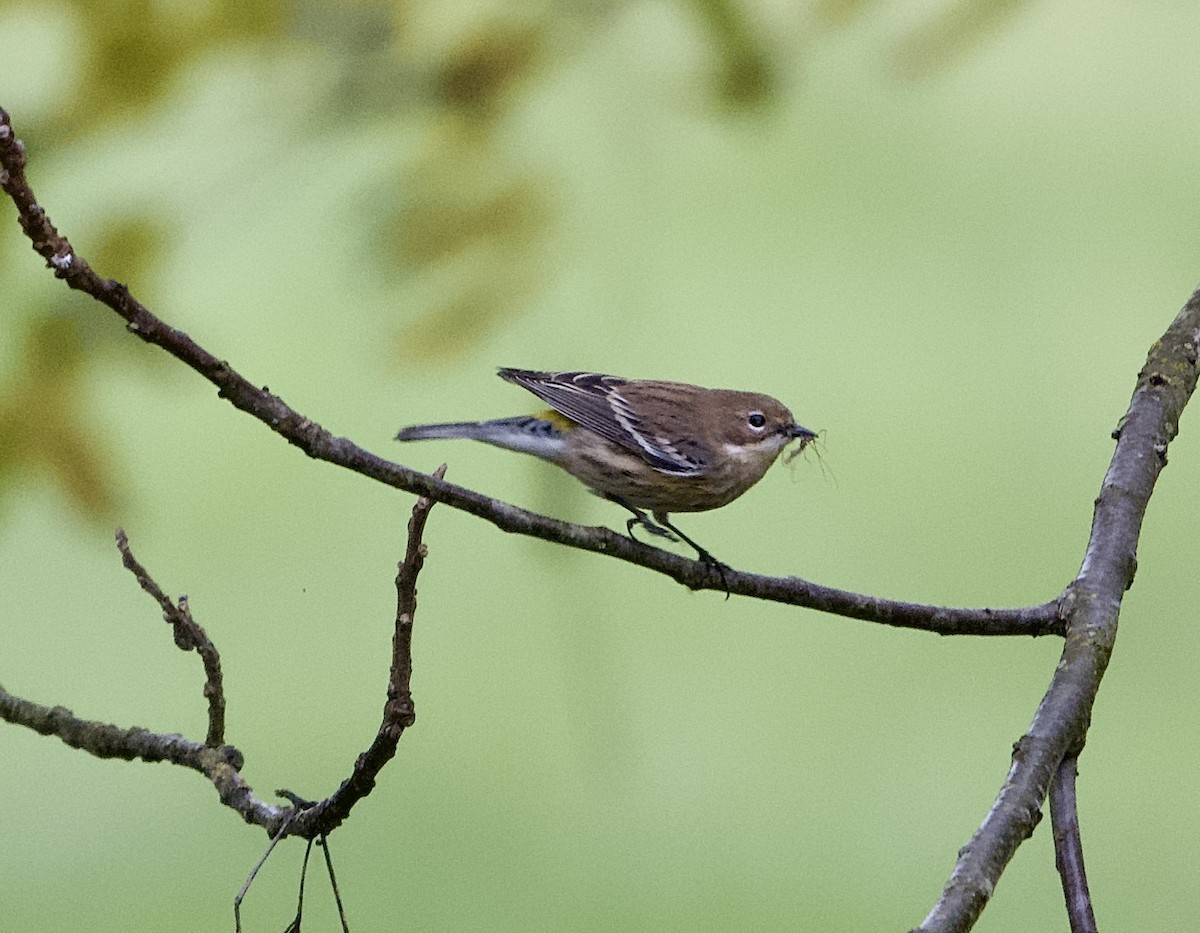 Yellow-rumped Warbler - ML624389082