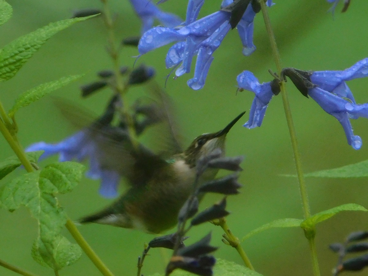 Ruby-throated Hummingbird - ML624389234