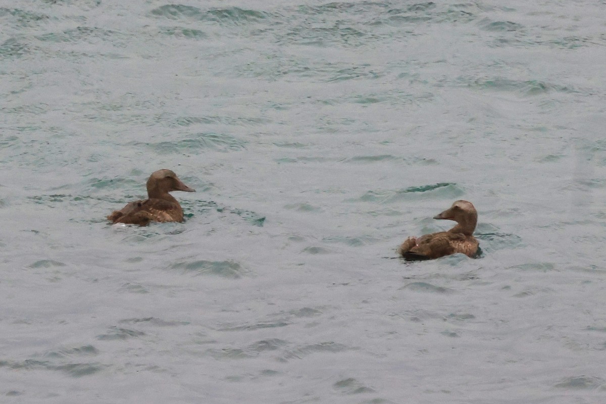 Common Eider (Pacific) - ML624389270