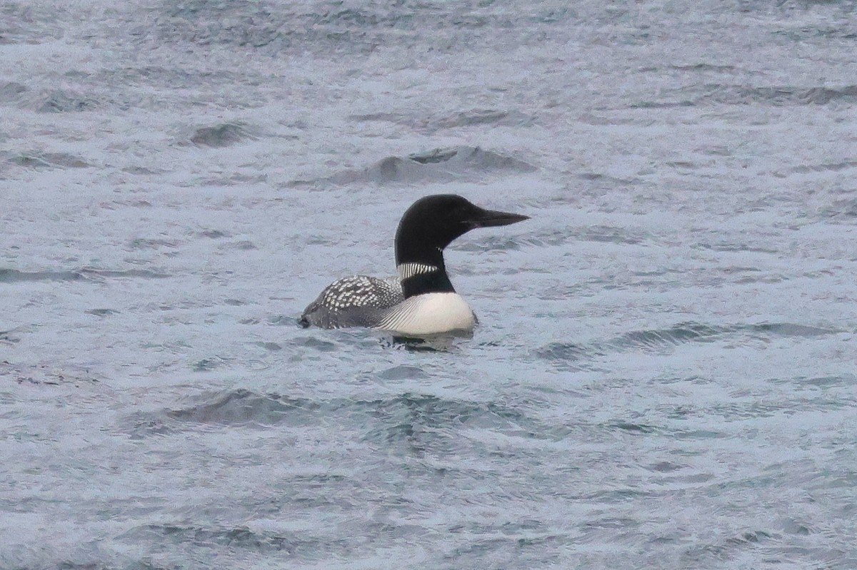 Common Loon - ML624389279