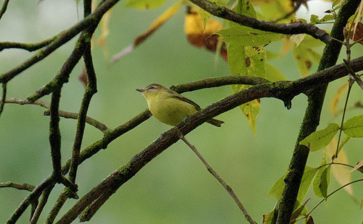 Philadelphia Vireo - ML624389344
