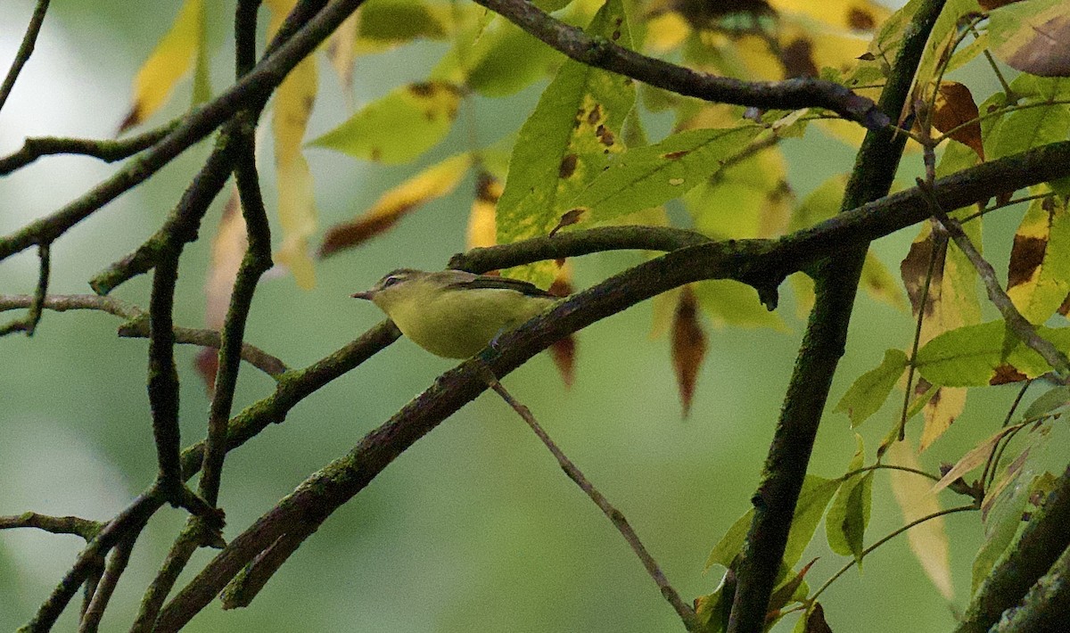 Philadelphia Vireo - ML624389348