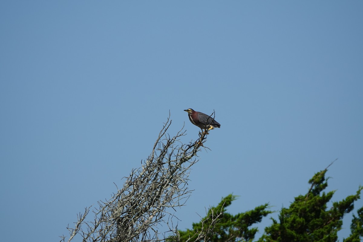 Green Heron - ML624389439