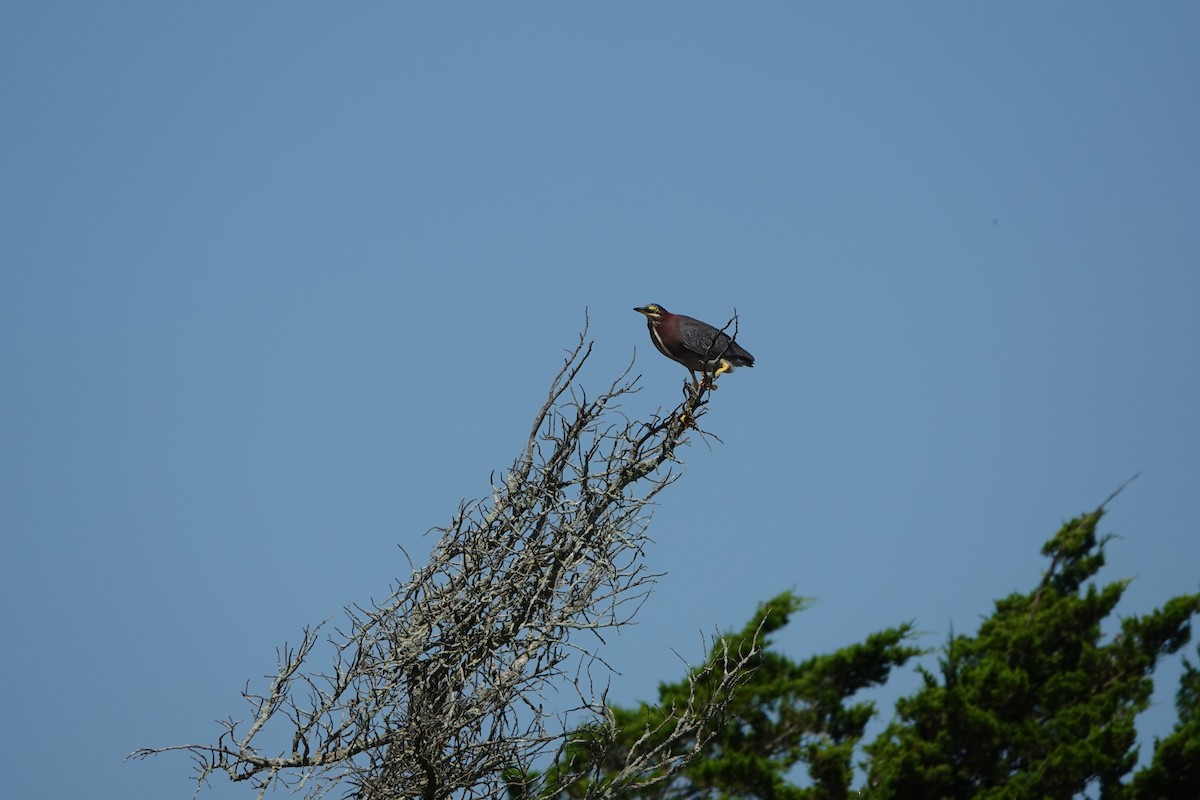 Green Heron - Lori Kurlowicz