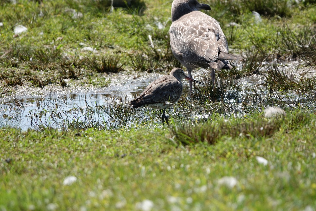 Hudsonian Godwit - ML624389486