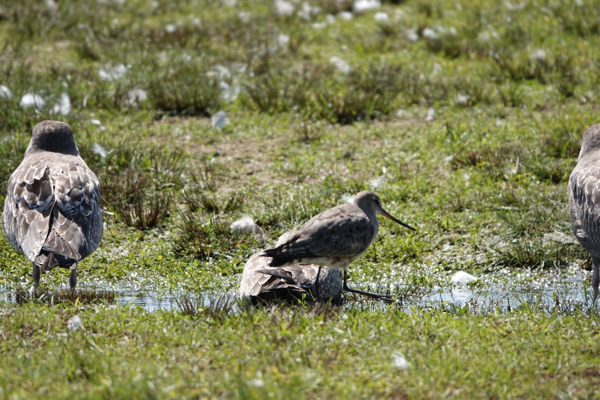 Hudsonian Godwit - Lori Kurlowicz