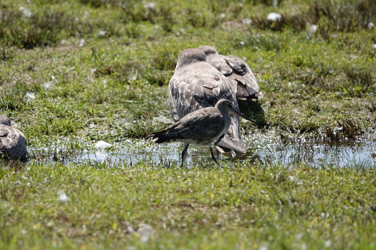 Hudsonian Godwit - Lori Kurlowicz