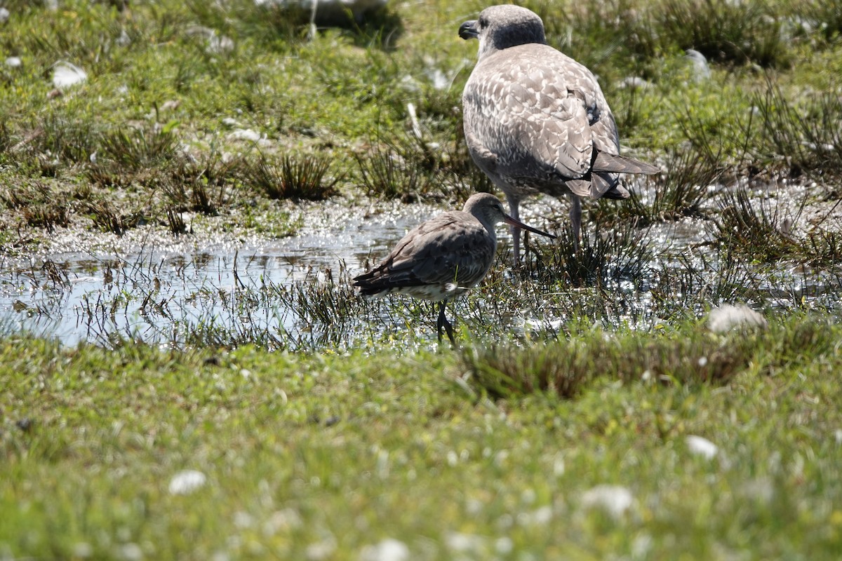 Hudsonian Godwit - ML624389492