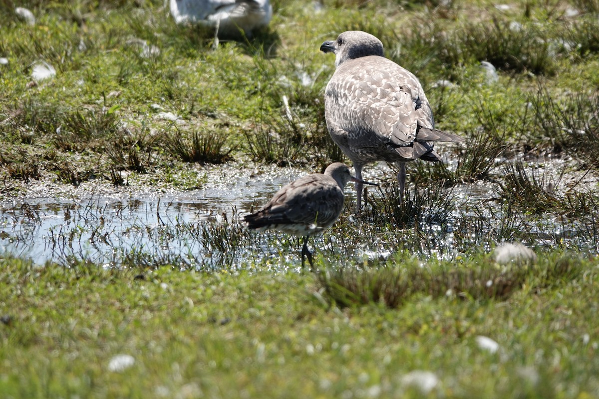 Hudsonian Godwit - ML624389493