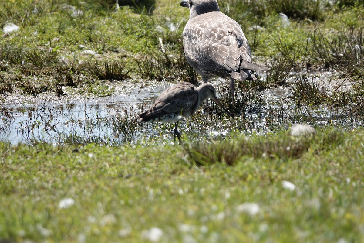 Hudsonian Godwit - ML624389494