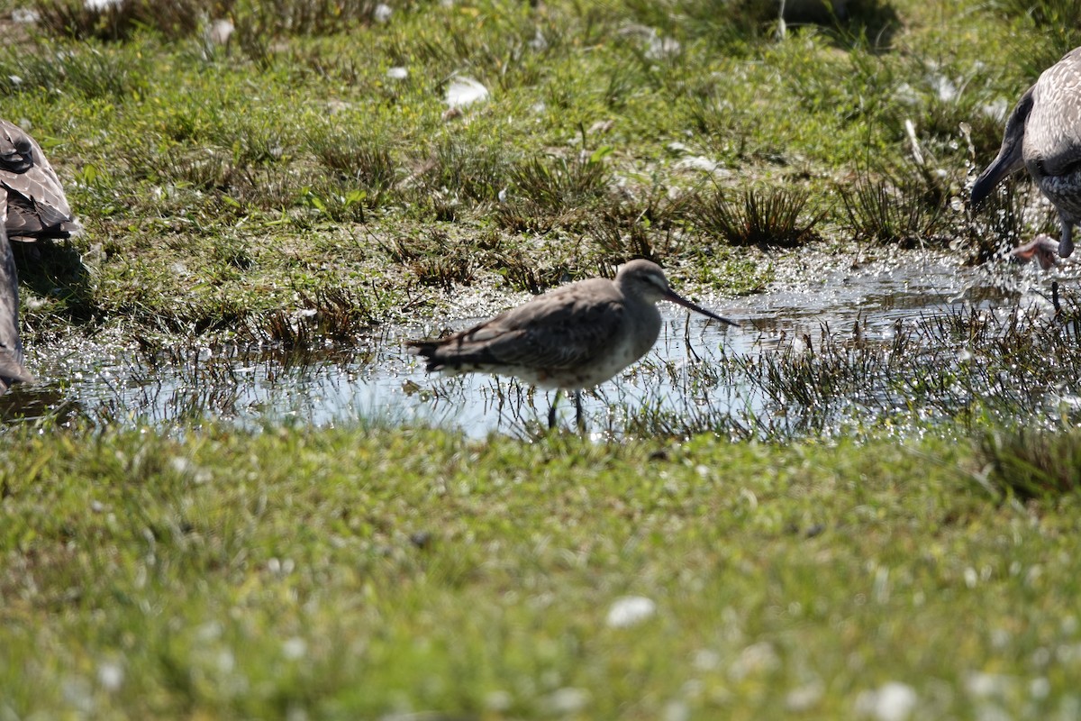 Hudsonian Godwit - ML624389495