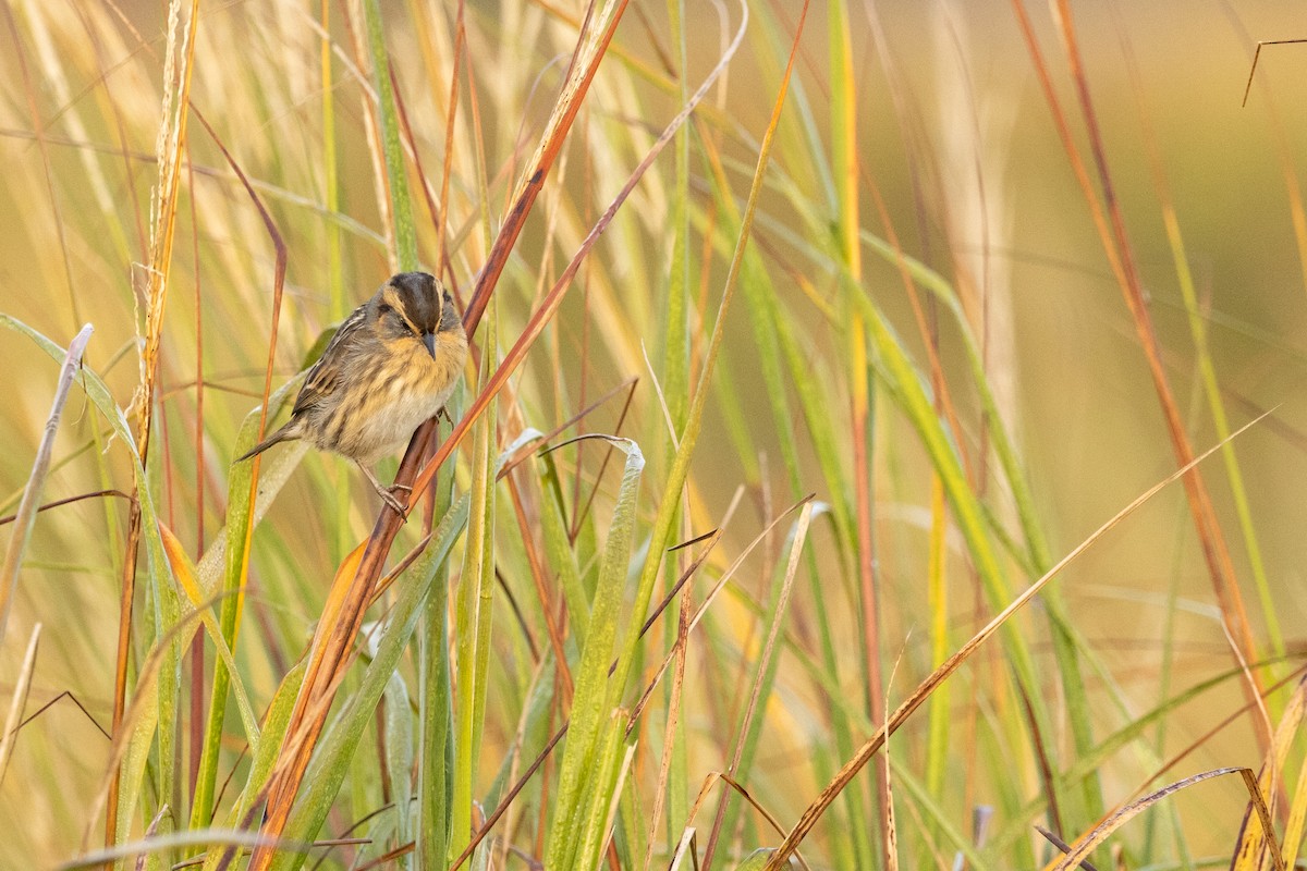 Saltmarsh Sparrow - ML624389624