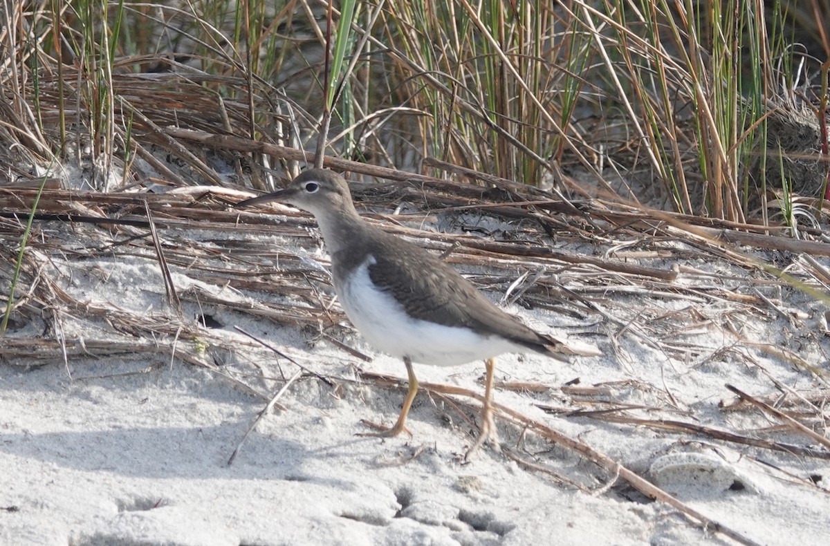 Spotted Sandpiper - ML624389685