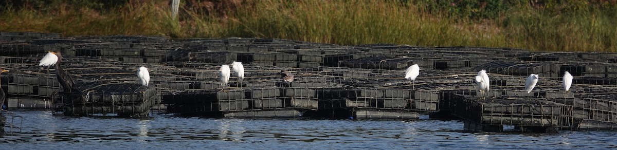 Snowy Egret - ML624389690