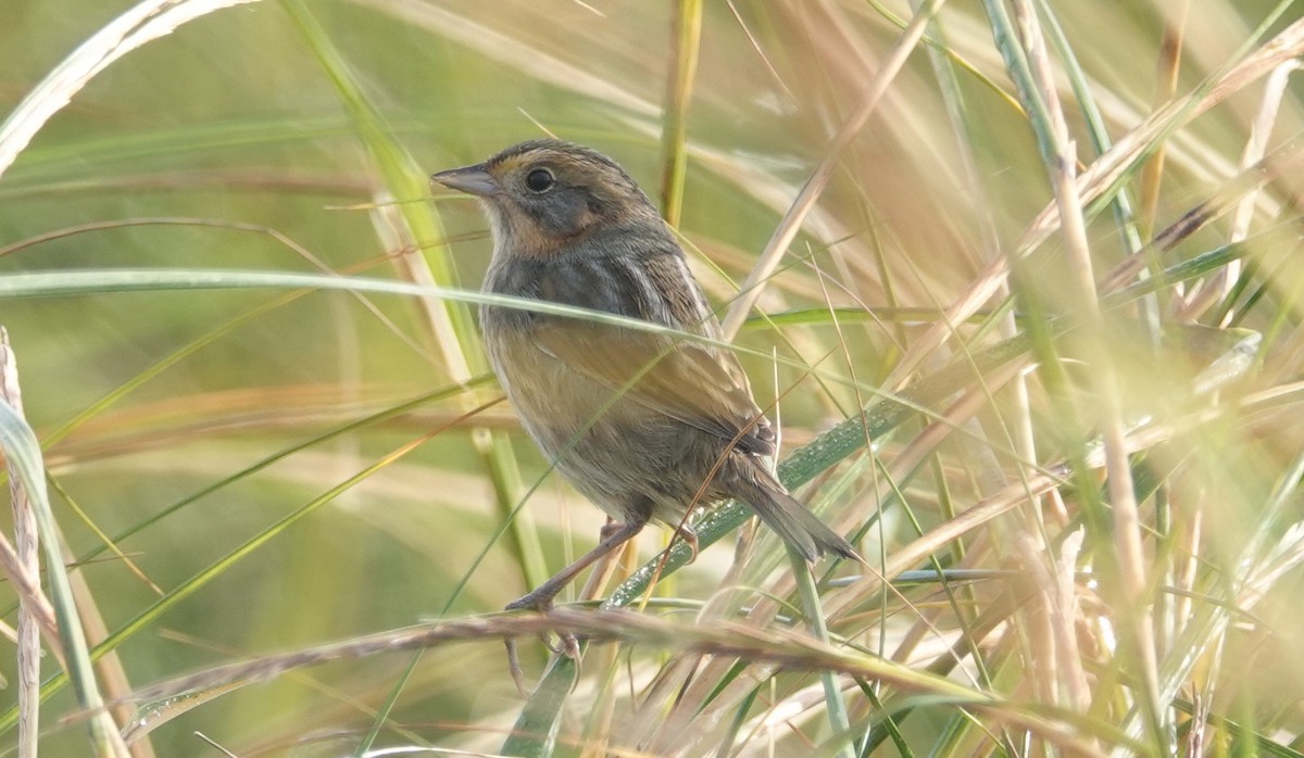Nelson's Sparrow - ML624389699