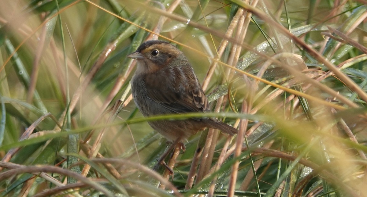 Nelson's Sparrow - ML624389700