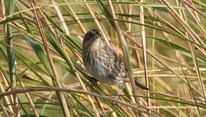 Saltmarsh Sparrow - ML624389719