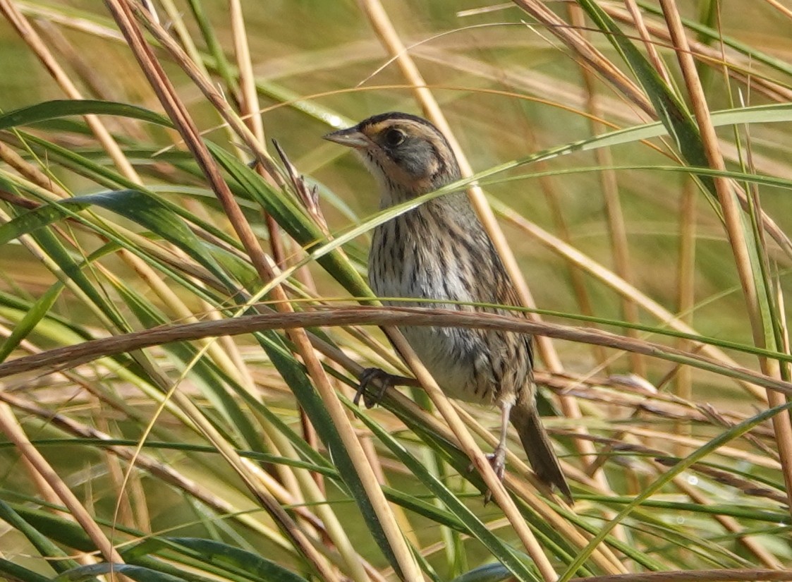 Saltmarsh Sparrow - ML624389720