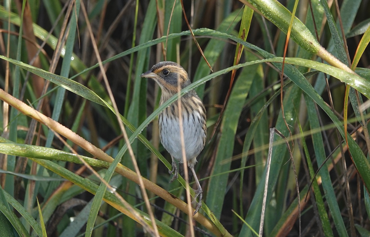 Saltmarsh Sparrow - ML624389721