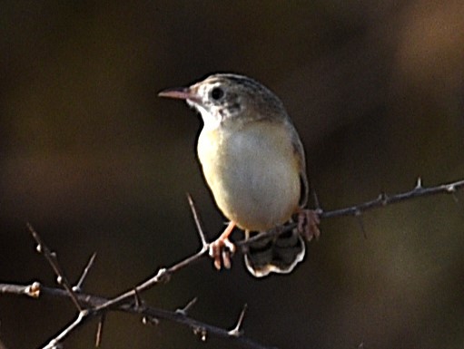 Desert Cisticola - ML624389877