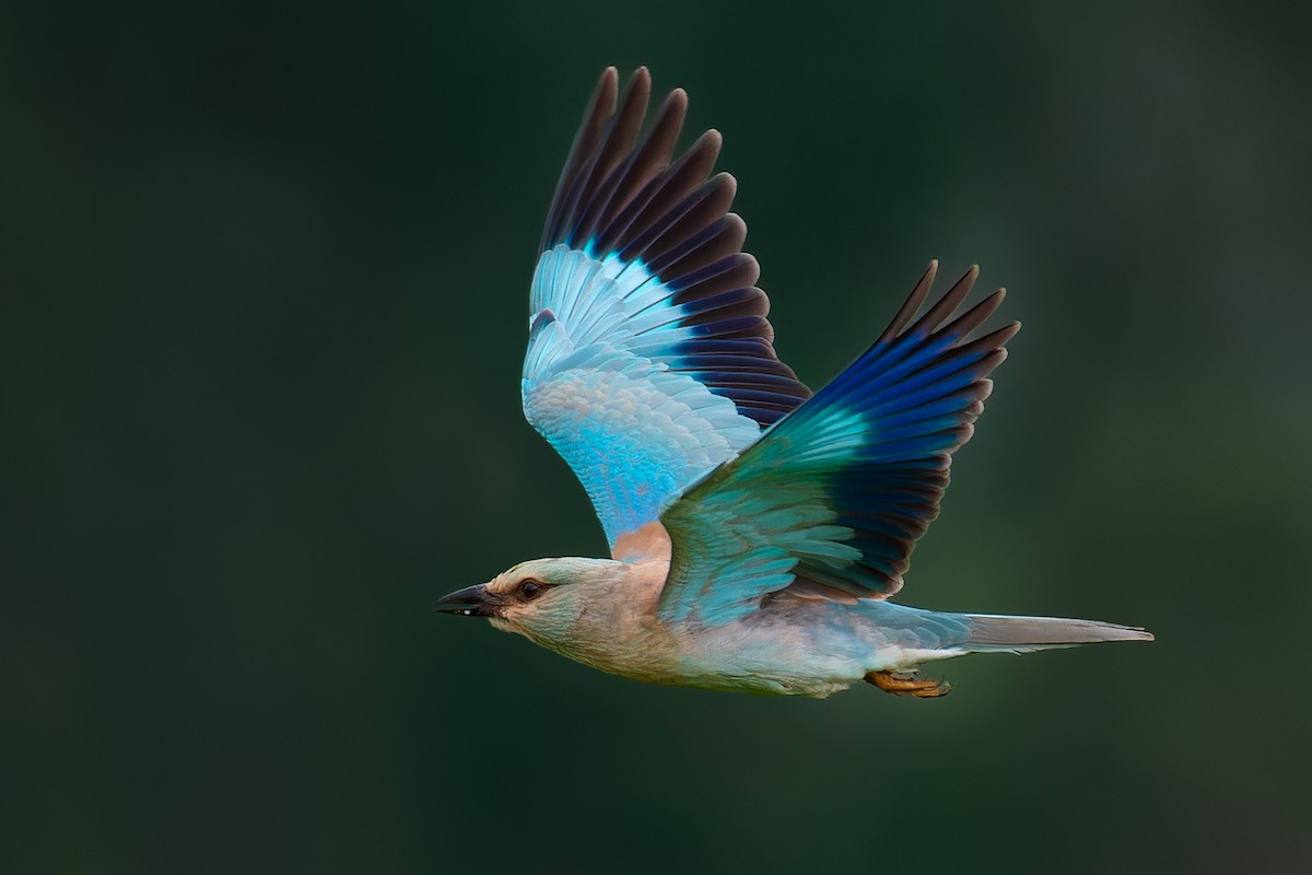 European Roller - ML624390032