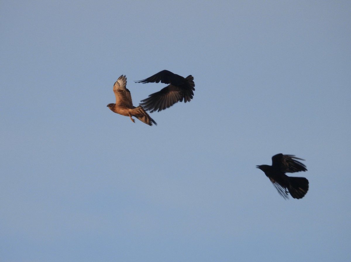 Northern Harrier - ML624390047