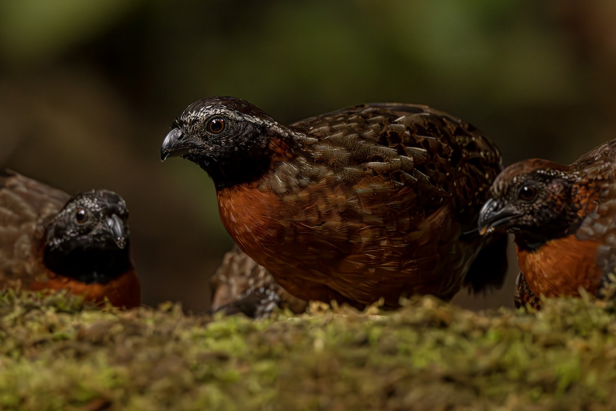 Rufous-breasted Wood-Quail - ML624390151