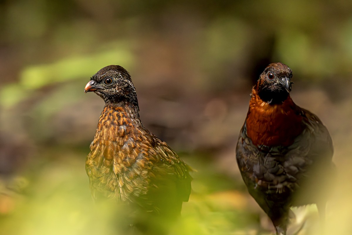 Rufous-breasted Wood-Quail - ML624390152