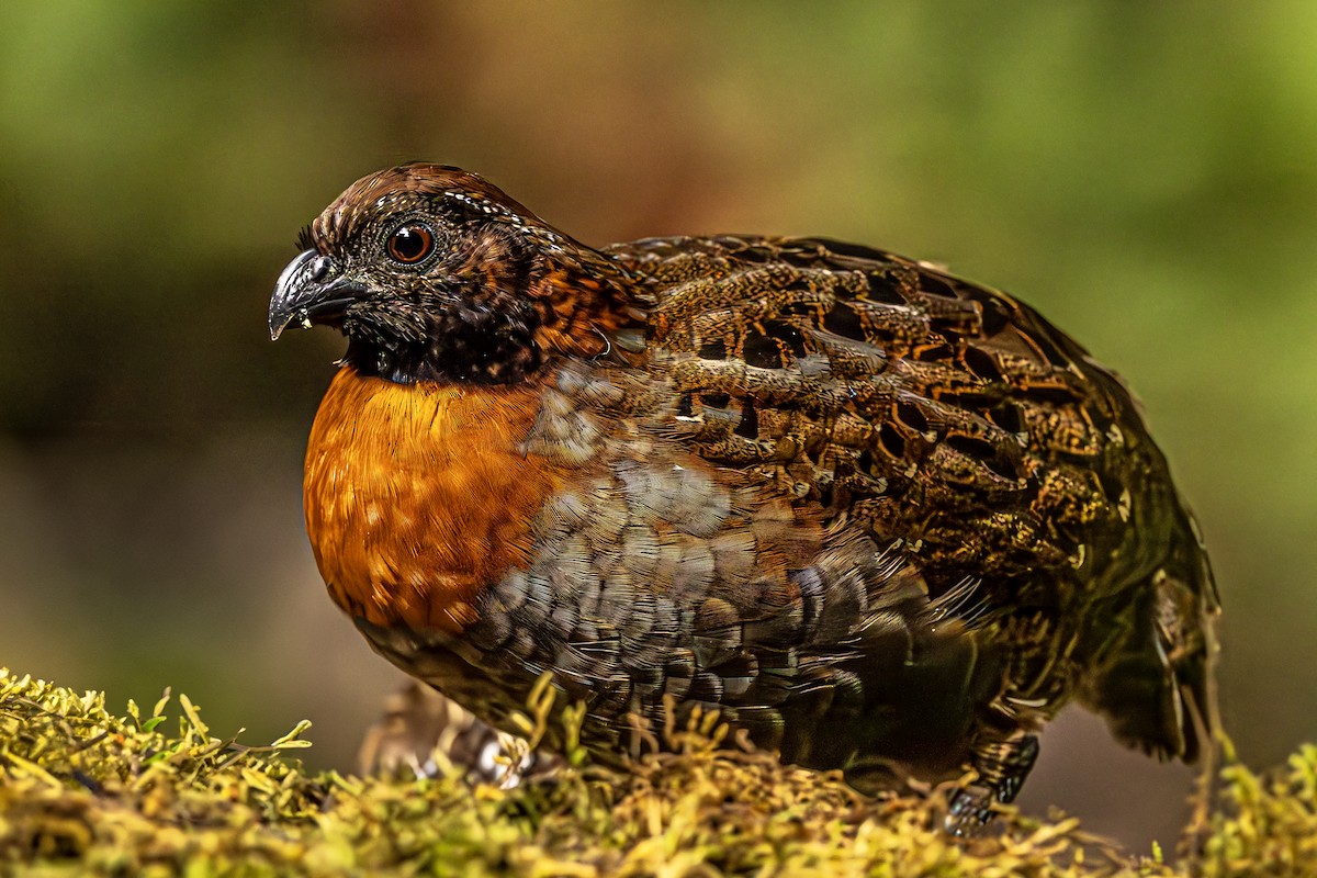 Rufous-breasted Wood-Quail - ML624390153