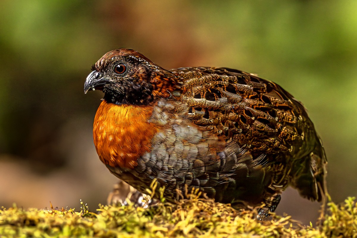 Rufous-breasted Wood-Quail - ML624390154