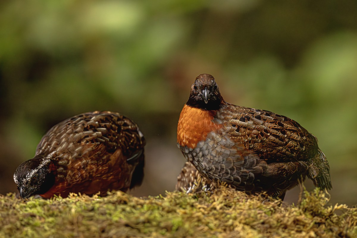 Rufous-breasted Wood-Quail - ML624390155