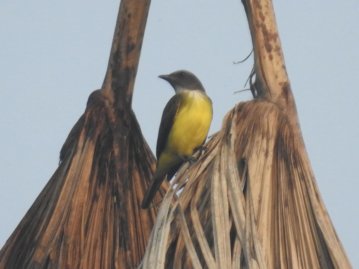 Sulphury Flycatcher - David Cristóbal Huertas