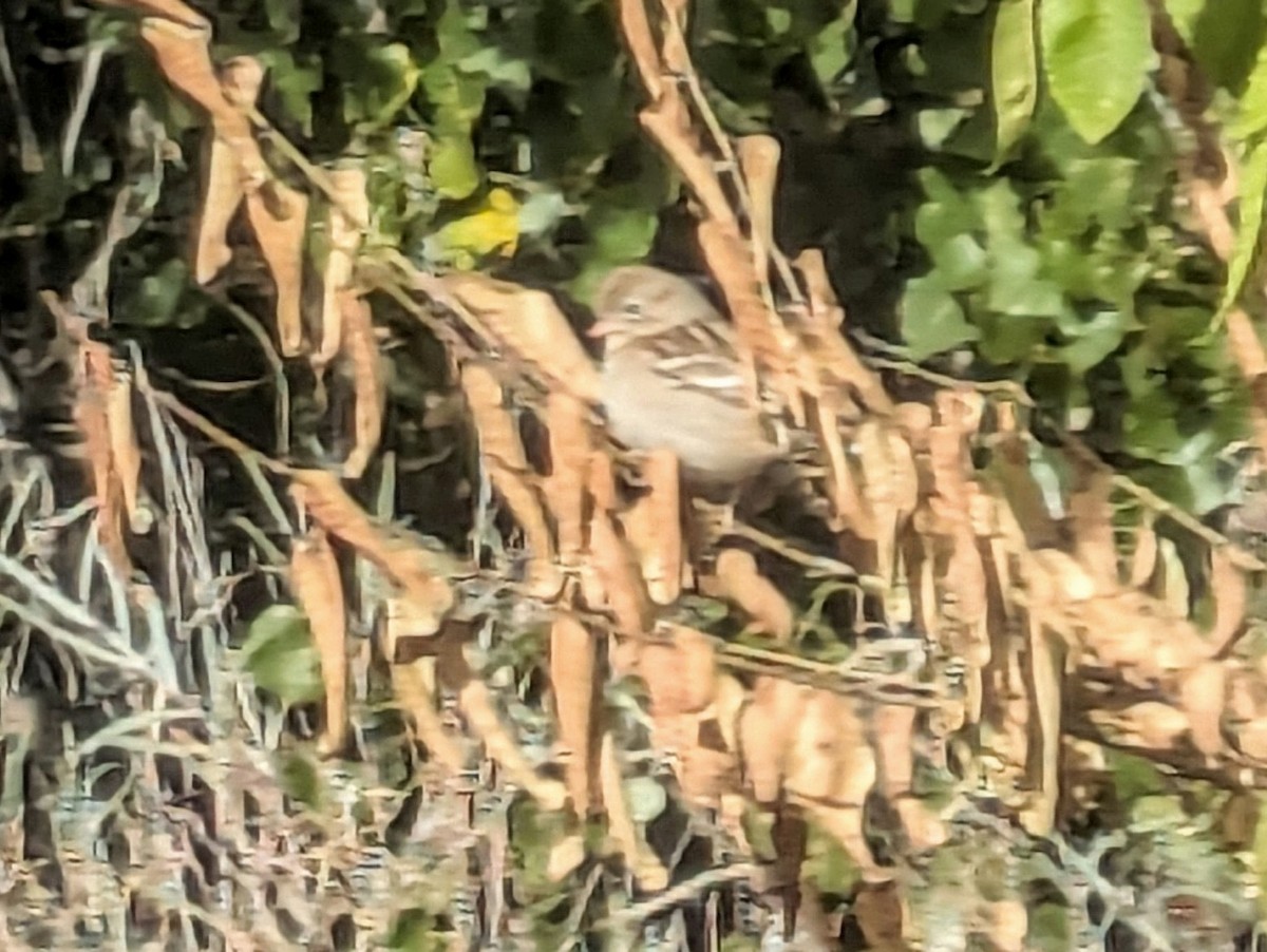 Field Sparrow - ML624390373